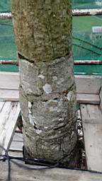 stcronans 1280.jpg